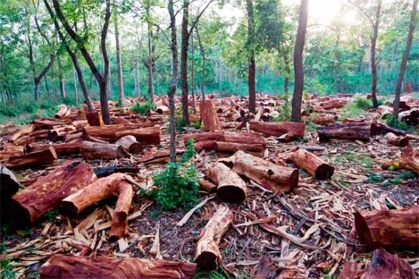FORÊT DE BAYOTTE : 9 EXPLOITANTS FORESTIERS VIOLENTÉS PAR DES HOMMES ARMÉS PUIS LIBÉRÉS (SOURCE SÉCURITAIRE)