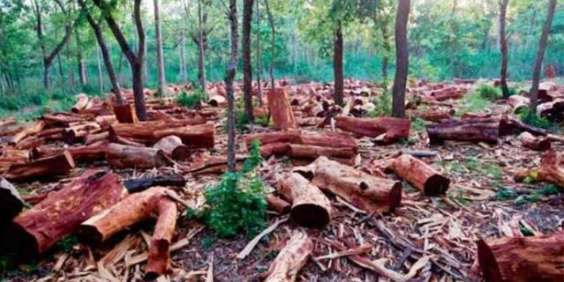 La forêt casamançaise : Zone à risque et sous le contrôle de bandes armées