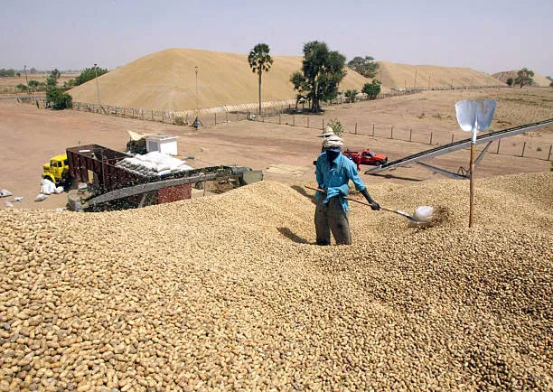 Baisse du taux des exportations : Les blocages de l’arachide en cause