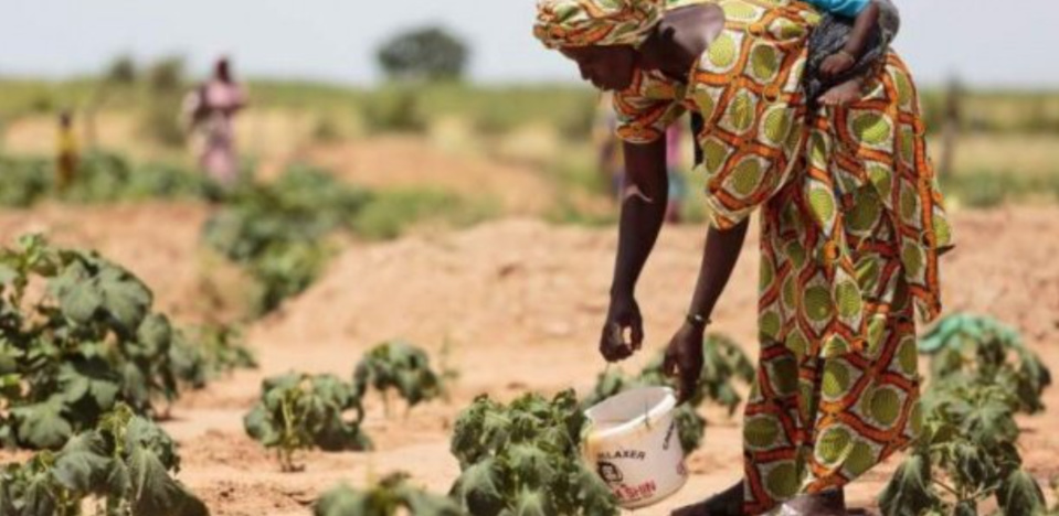 Insécurité alimentaire : Le Sénégal parmi les pays qui ont besoin d’une aide extérieure (FAO) Insécurité alimentaire : Le Sénégal parmi les pays qui ont besoin d’une aide extérieure (FAO)