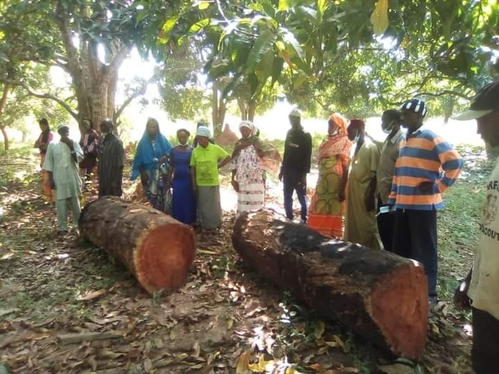 La Casamance a perdu plus de 10 000 hectares de forêts en raison de l’abattage illégal..