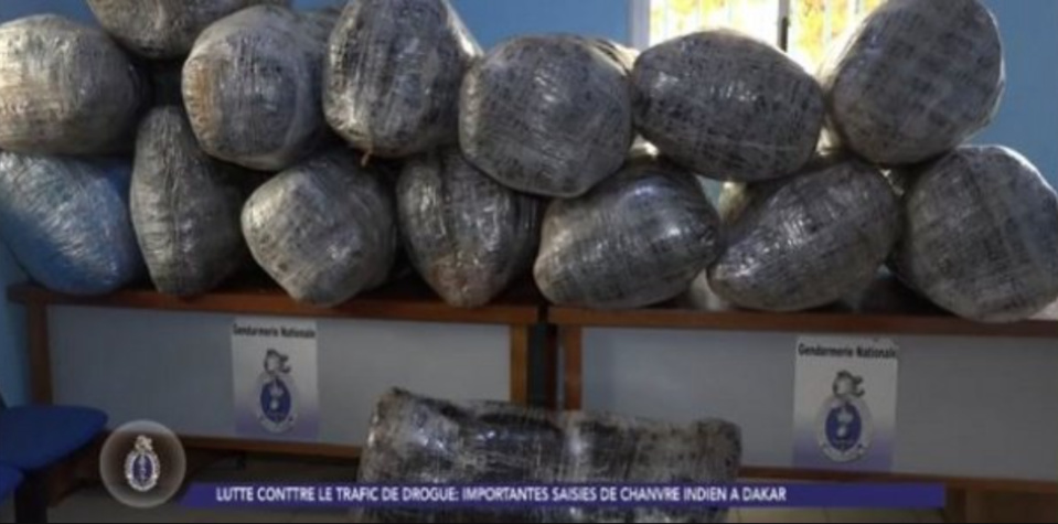Trafic de drogue : La gendarmerie saisit 860 kg de chanvre indien, entre Thiès et Dakar, 08 personnes interpellées Trafic de drogue : La gendarmerie saisit 860 kg de chanvre indien, entre Thiès et Dakar, 08 personnes interpellées