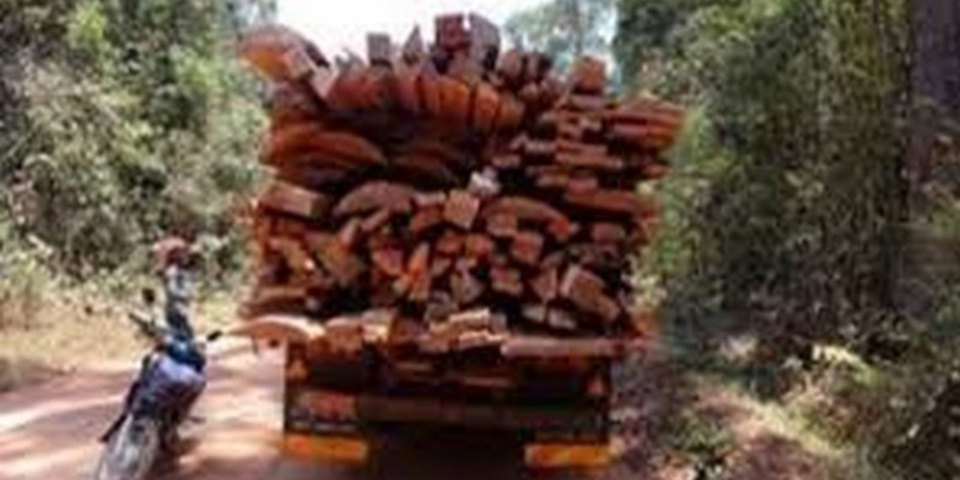 Gambie : Malgré l’interdiction de Banjul et Dakar, le trafic illicite de bois se poursuit