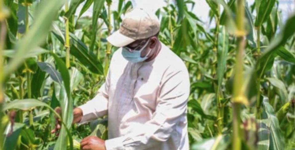 Souveraineté alimentaire : La stratégie quinquennale coûtera 5 000 milliards F CFA Souveraineté alimentaire : La stratégie quinquennale coûtera 5 000 milliards F CFA