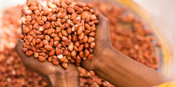Campagne arachidière: l'Etat fixe le kilogramme à 280 FCFA
