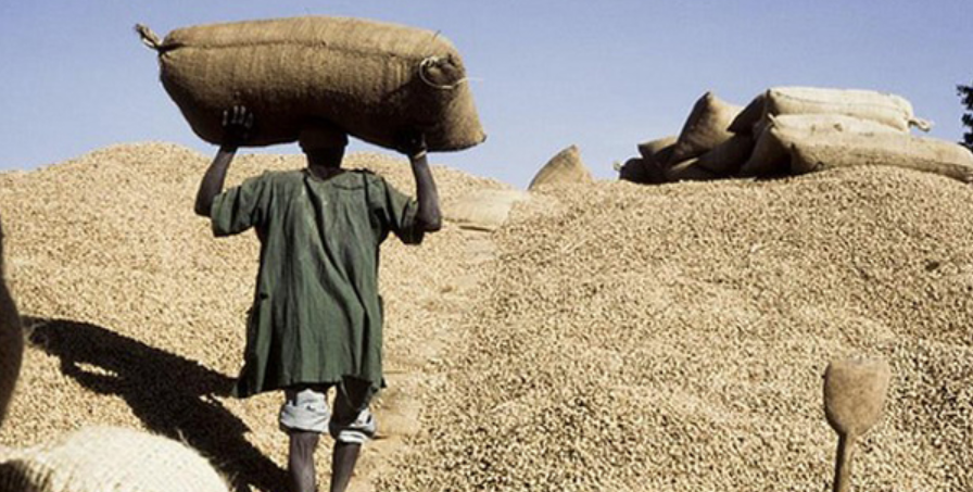 Taxe à l’importation de l’arachide : huit milliards dans les caisses de l’Etat
