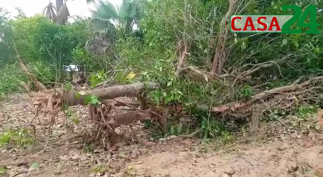NIAGUIS : CONFLIT FONCIER À KANTÉNÉ, LES CHOSES SE COMPLIQUENT ( Des plantations ont été dégagés, plusieurs arbres terrassés)