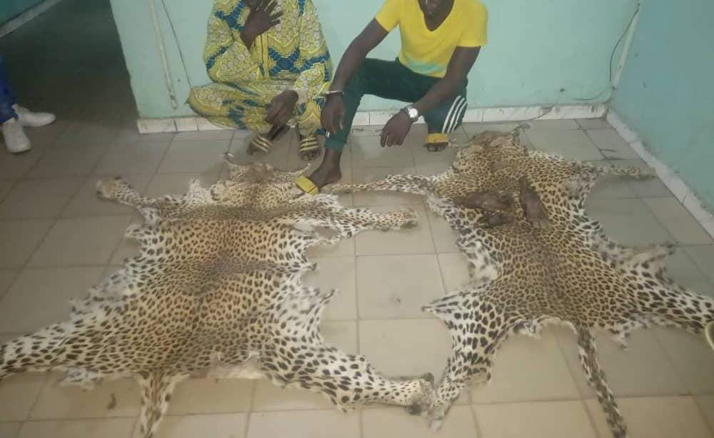 CRIMINALITÉ FAUNIQUE: 4 personnes arrêtées à Tamba, des peaux de léopard et trois pattes d’Oryctérope saisies