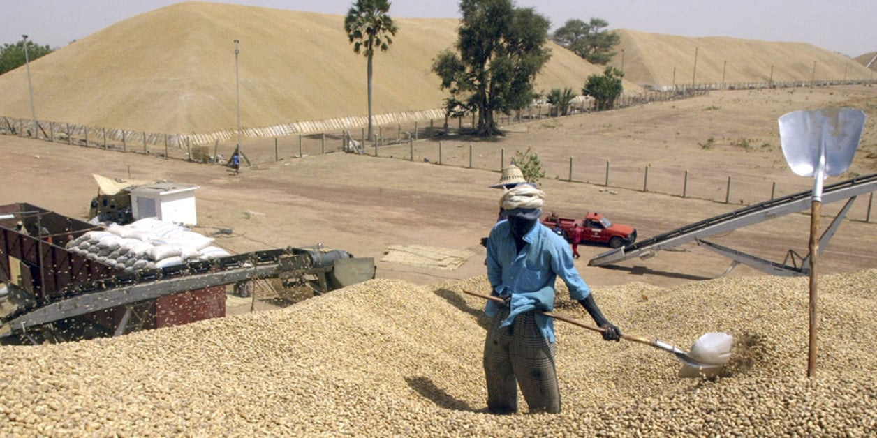 Crise imminente à l'usine Sonacos de Ziguinchor : L'avenir de centaines d'emplois en péril