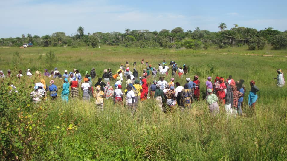Reportage : La Récolte de Riz et l’Espoir Renouvelé à Abene après l’exploitation du Zircon