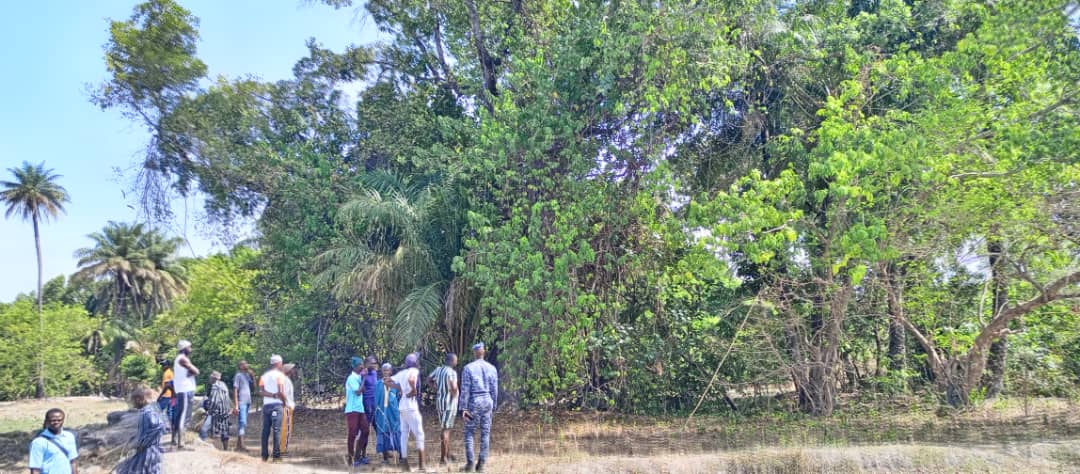 Drame à Sédhiou : Un père de famille perd la vie après une chute d'arbre à Kotobo