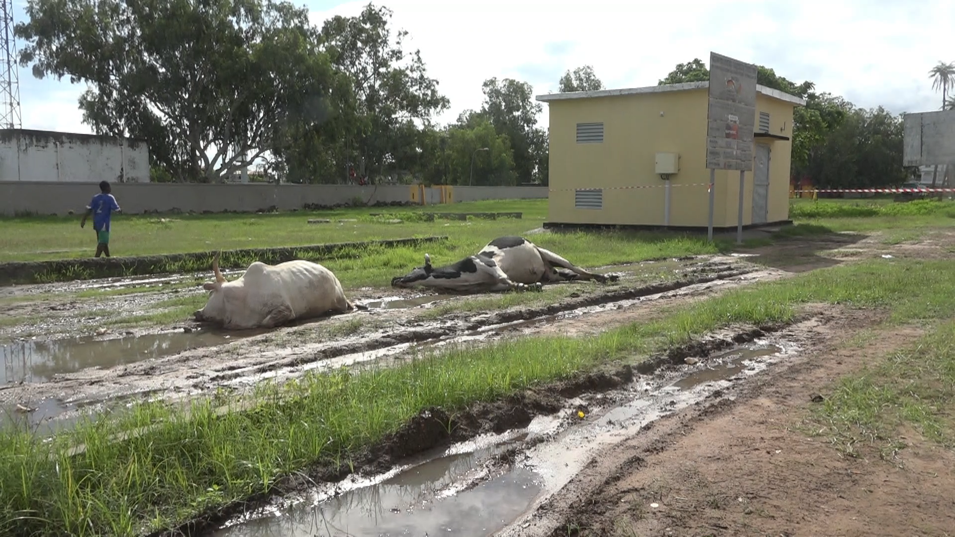 Ziguinchor : Le bétail décimé au quartier Djéfaye, les éleveurs accusent la Senelec et crient au secours