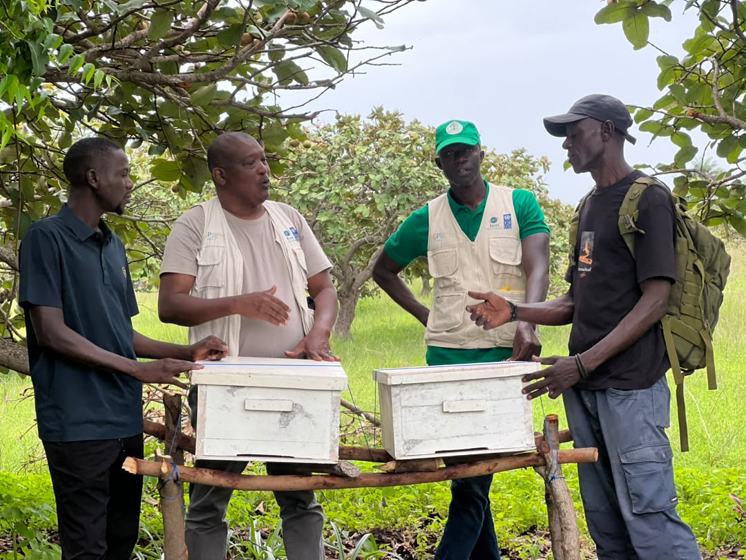 Casamance : Le PMF/FEM et l'APICEN unissent leurs forces pour promouvoir l'apiculture de mangrove et l'autonomisation des femmes à Kachouane