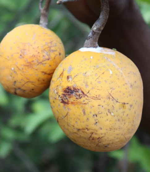Genève consacre le « Madd de Casamance » et le « poivre de Penja » : une première historique pour l’Afrique