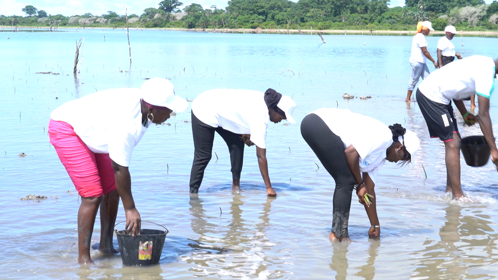 ​BALANDINE : LA BATAILLE POUR SAUVER LA MANGROVE ET L’ÉCONOMIES LOCALE