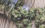 Le cannabis thérapeutique expérimenté en France pour deux ans