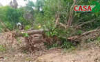 NIAGUIS : CONFLIT FONCIER À KANTÉNÉ, LES CHOSES SE COMPLIQUENT ( Des plantations ont été dégagés, plusieurs arbres terrassés)