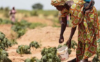 Insécurité alimentaire : Le Sénégal parmi les pays qui ont besoin d’une aide extérieure (FAO)