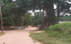 SIBIKOUROTO : UN TRÉSOR CACHÉ EN CASAMANCE 