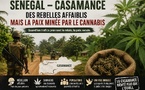 Tribune / Opinion : En Casamance, la paix ne poussera jamais dans les champs du cannabis
