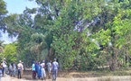 Drame à Sédhiou : Un père de famille perd la vie après une chute d'arbre à Kotobo