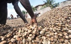 Filière anacarde en Casamance : Les « 72 heures du CROFAZ » lancées pour booster la transformation locale