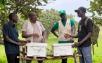 Casamance : Le PMF/FEM et l'APICEN unissent leurs forces pour promouvoir l'apiculture de mangrove et l'autonomisation des femmes à Kachouane