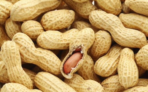 Campagne de commercialisation de l’arachide : les nouvelles dispositions de la Sonacos