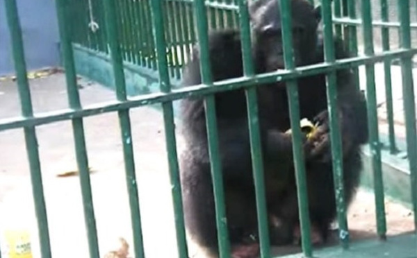 Parc de Hann : King Kong est mort