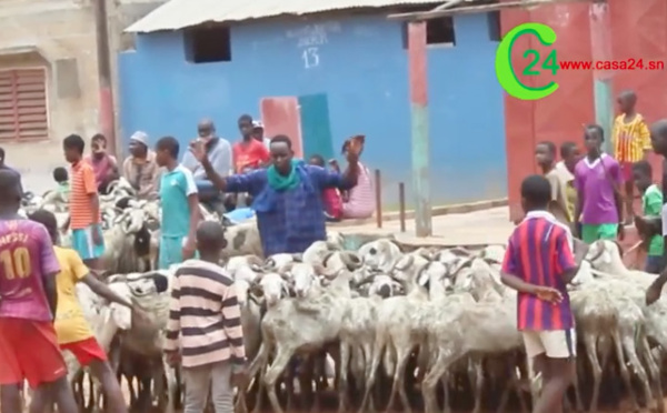 Ziguinchor : Cherté du mouton à l’approche de la Tabaski: il faut casquer 100 000 frs pour un agneau