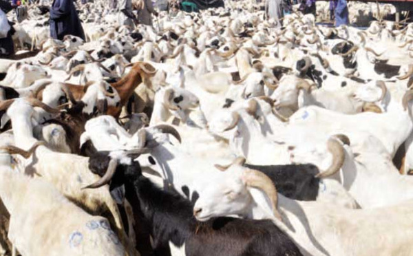 COVID-19 – La Tabaski fait oublier les gestes barrières : REVENONS A NOS MOUTONS !