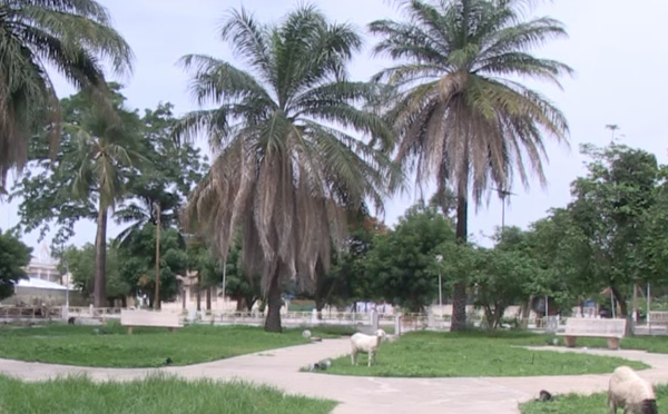 Ziguinchor : Disparition des espaces verts, Madia Diop Sané interpelle le Maire Abdoulaye Balde