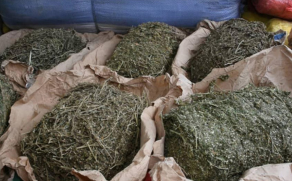 Kaolack : Un militaire arrêté avec 4 kg de chanvre indien