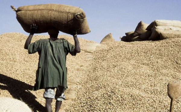Taxe à l’importation de l’arachide : huit milliards dans les caisses de l’Etat