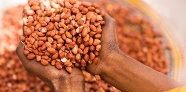 Campagne arachidière: l'Etat fixe le kilogramme à 280 FCFA