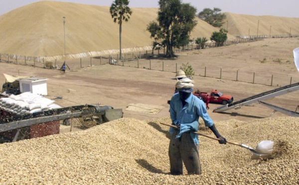 Crise imminente à l'usine Sonacos de Ziguinchor : L'avenir de centaines d'emplois en péril