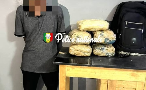 Sédhiou : un passager à bord d'un minibus interpellé avec 5 blocs de chanvre indien