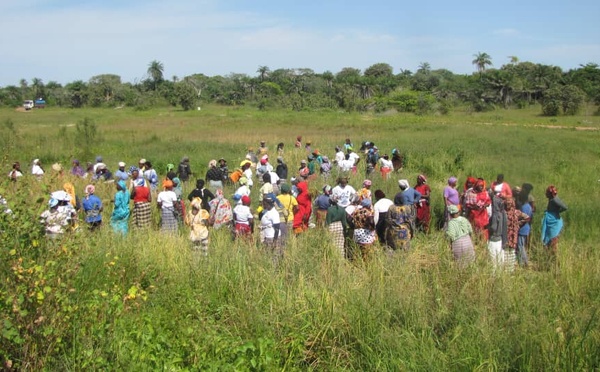 Reportage : La Récolte de Riz et l’Espoir Renouvelé à Abene après l’exploitation du Zircon