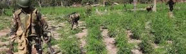 Trafic de chanvre indien et déforestation : le défi sécuritaire de l'armée en Casamance
