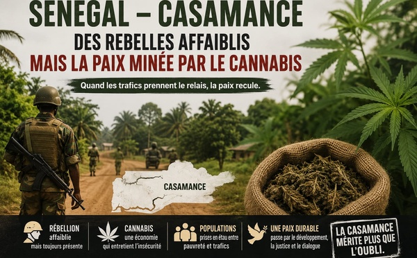 Tribune / Opinion : En Casamance, la paix ne poussera jamais dans les champs du cannabis