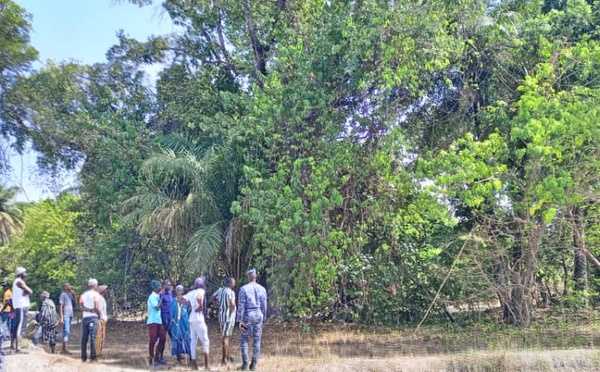 Drame à Sédhiou : Un père de famille perd la vie après une chute d'arbre à Kotobo