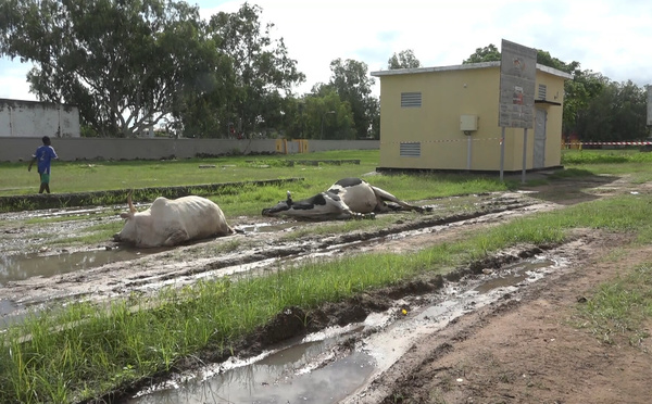 Ziguinchor : Le bétail décimé au quartier Djéfaye, les éleveurs accusent la Senelec et crient au secours