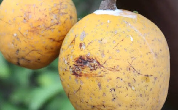 Genève consacre le « Madd de Casamance » et le « poivre de Penja » : une première historique pour l’Afrique