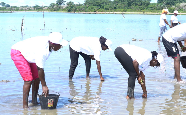 ​BALANDINE : LA BATAILLE POUR SAUVER LA MANGROVE ET L’ÉCONOMIES LOCALE