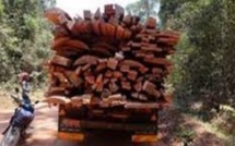 Gambie : Malgré l’interdiction de Banjul et Dakar, le trafic illicite de bois se poursuit