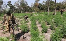 Trafic de chanvre indien et déforestation : le défi sécuritaire de l'armée en Casamance